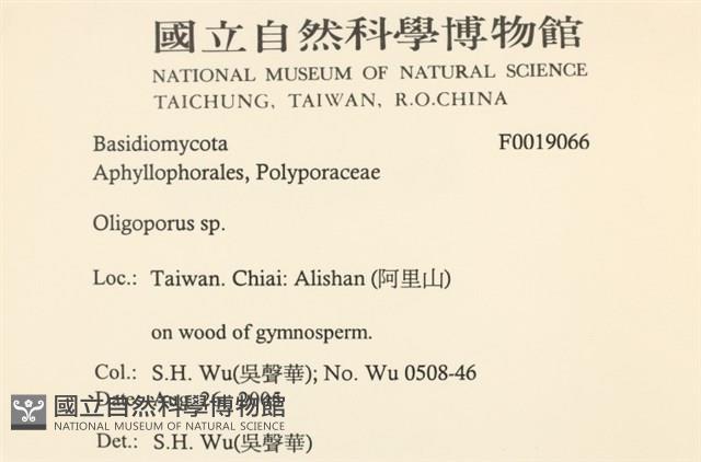 寡孔菌屬藏品圖，第2張