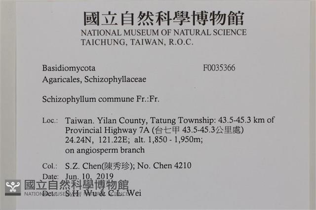 裂褶菌藏品圖，第2張