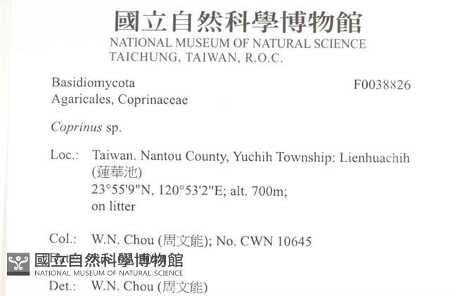 鬼傘屬藏品圖，第2張