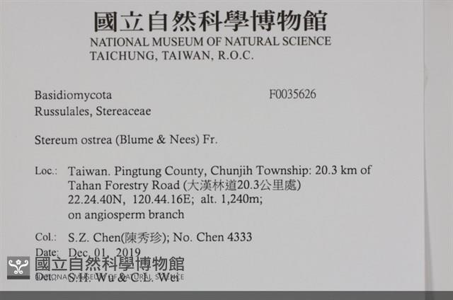 蠔韌革菌藏品圖，第2張