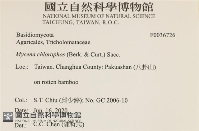 發光小菇藏品圖，第2張