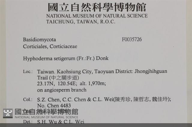 剛毛絲皮菌藏品圖，第2張