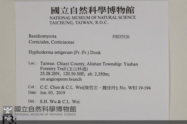 剛毛絲皮菌藏品圖，第2張