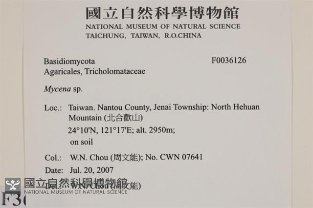 小菇屬藏品圖，第2張
