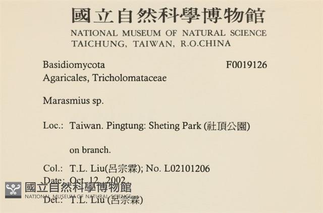 小皮傘屬藏品圖，第2張