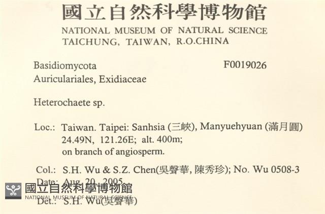 刺皮菌屬藏品圖，第2張