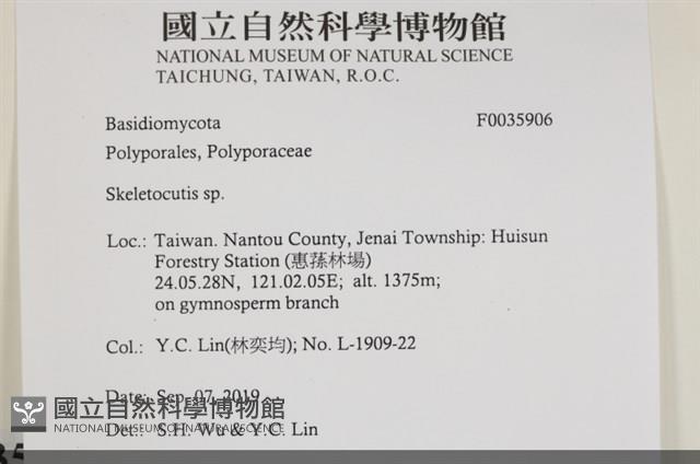 骨皮菌屬藏品圖，第2張