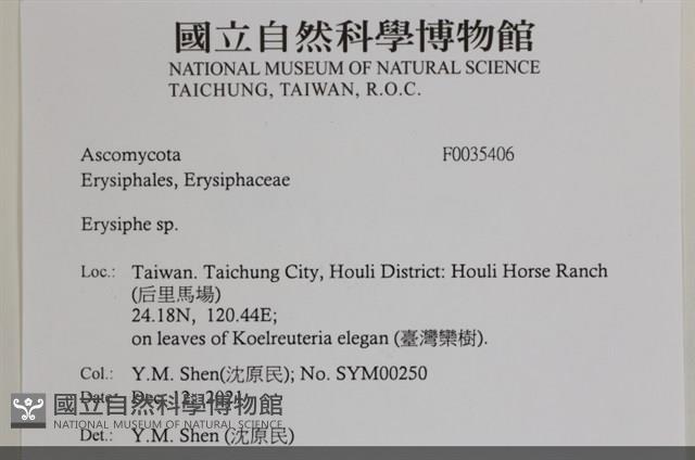 白粉病藏品圖，第2張