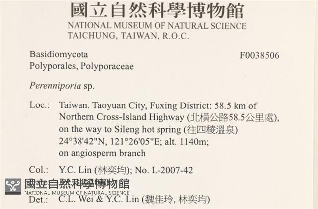 多年臥孔菌屬藏品圖，第2張