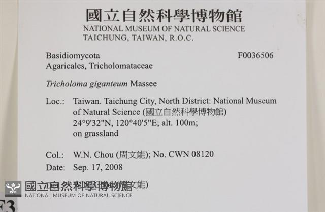 登錄號:F0036506藏品圖，第2張