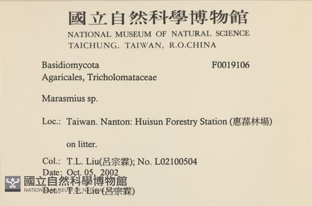 小皮傘屬藏品圖，第2張