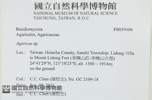 傘菌屬藏品圖，第2張