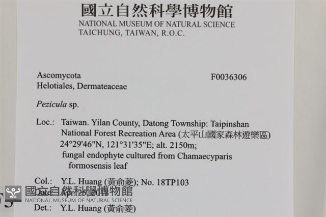 登錄號:F0036306藏品圖，第2張