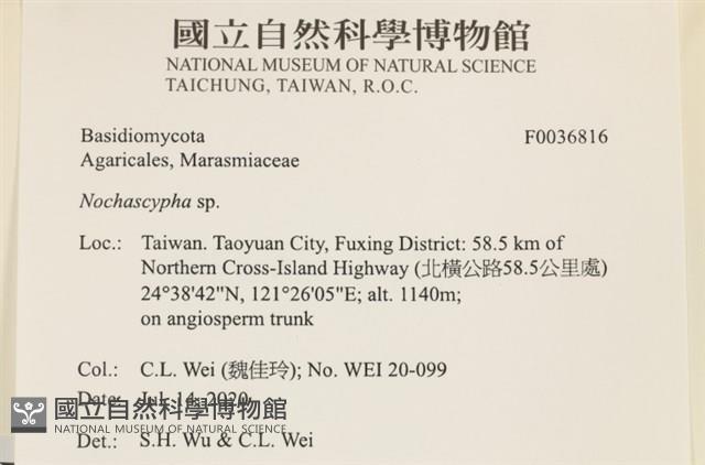 館號:F0036816藏品圖，第2張