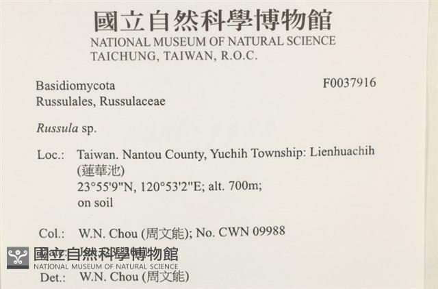 紅菇屬藏品圖，第2張
