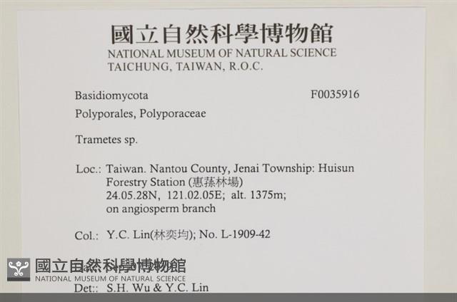 栓菌屬藏品圖，第2張