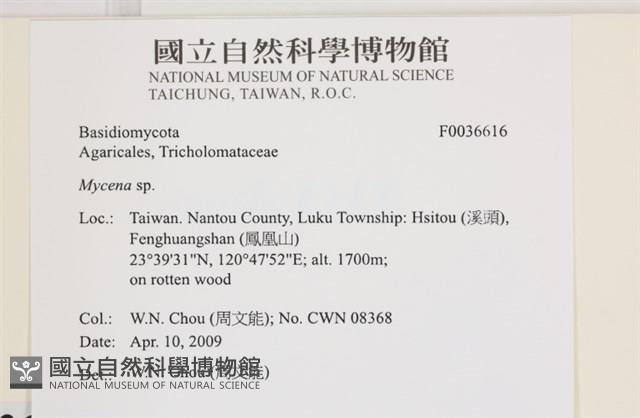 小菇屬藏品圖，第2張