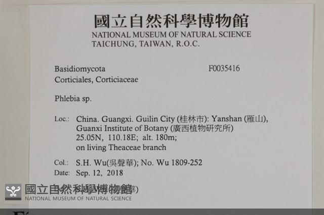射脈菌屬藏品圖，第2張