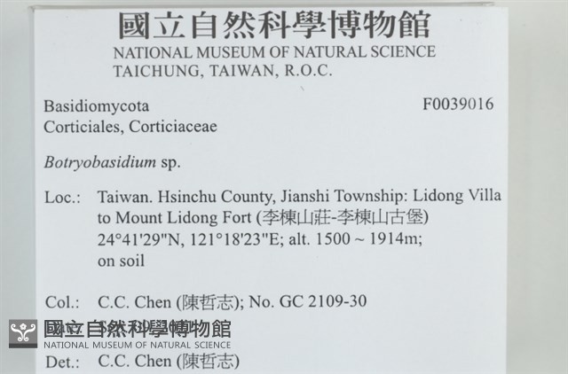 串擔革菌屬藏品圖，第2張