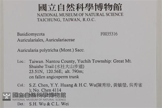 毛木耳藏品圖，第2張
