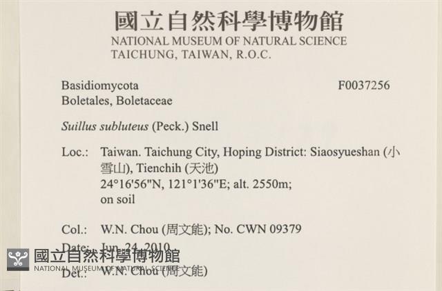 登錄號:F0037256藏品圖，第2張