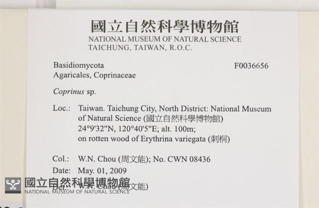 鬼傘屬藏品圖，第2張