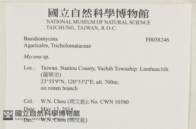 小菇屬藏品圖，第2張