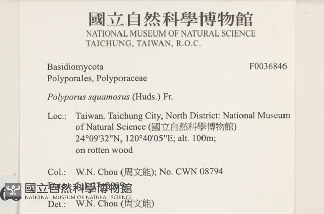 寬鱗多孔菌藏品圖，第2張
