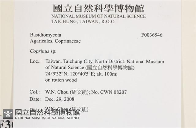 鬼傘屬藏品圖，第2張