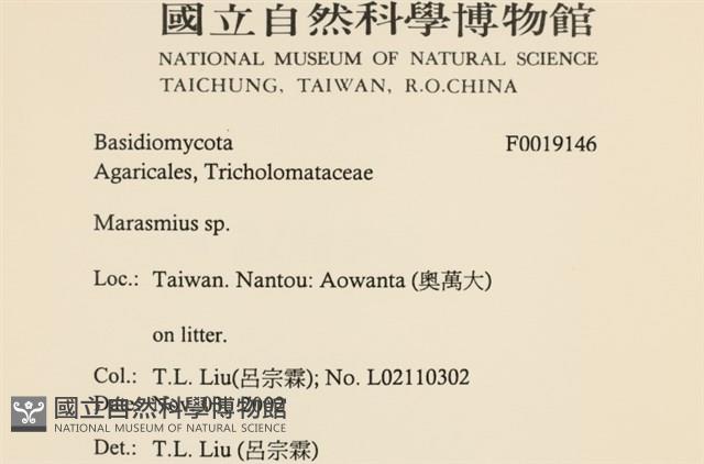 小皮傘屬藏品圖，第2張