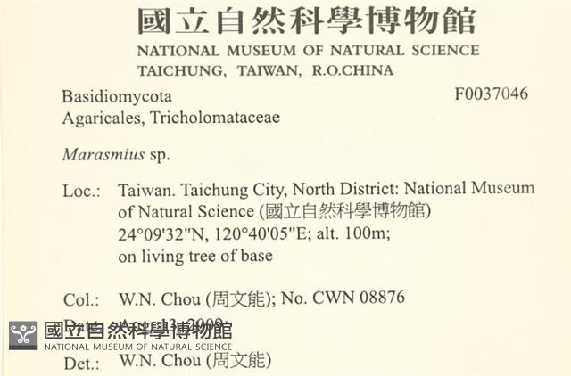 小皮傘屬藏品圖，第2張