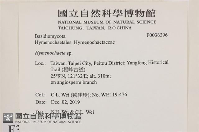 刺革菌屬藏品圖，第2張