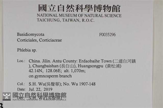 射脈菌屬藏品圖，第2張