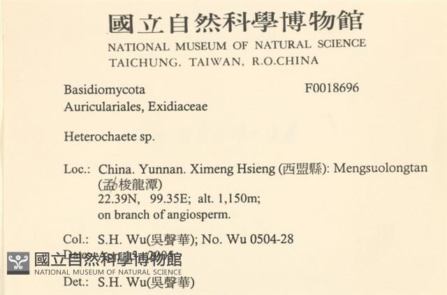刺皮菌屬藏品圖，第2張