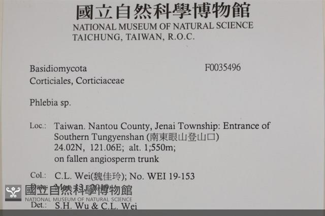 射脈菌屬藏品圖，第2張