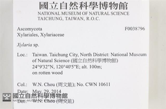 炭角菌屬藏品圖，第2張