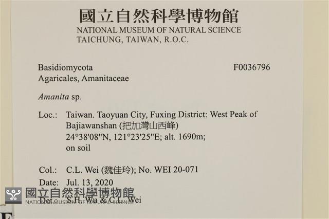 鵝膏屬藏品圖，第2張