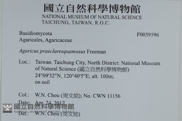 細鱗蘑菇藏品圖，第2張