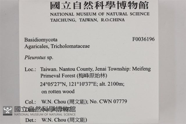 側耳屬藏品圖，第2張
