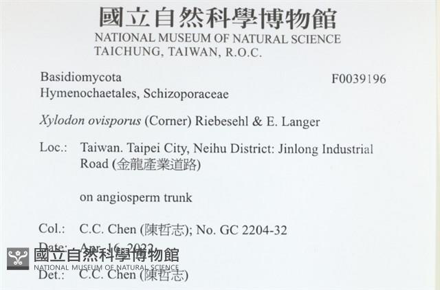 卵孢木齒菌藏品圖，第2張