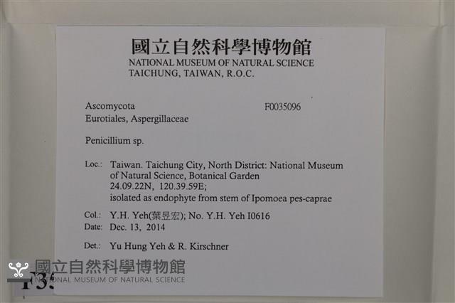 青黴菌屬藏品圖，第2張