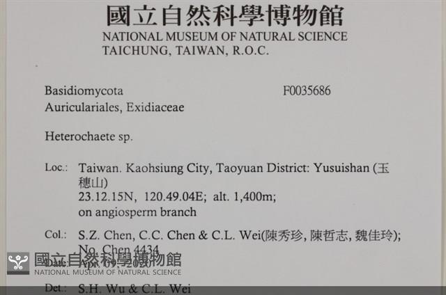 刺皮菌屬藏品圖，第2張