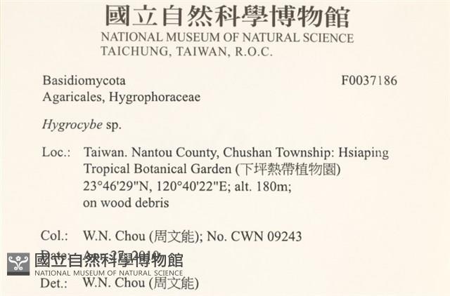 濕傘屬藏品圖，第2張