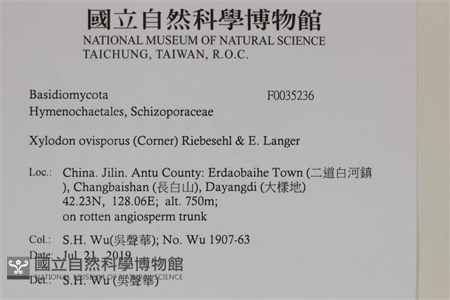 卵孢木齒菌藏品圖，第2張