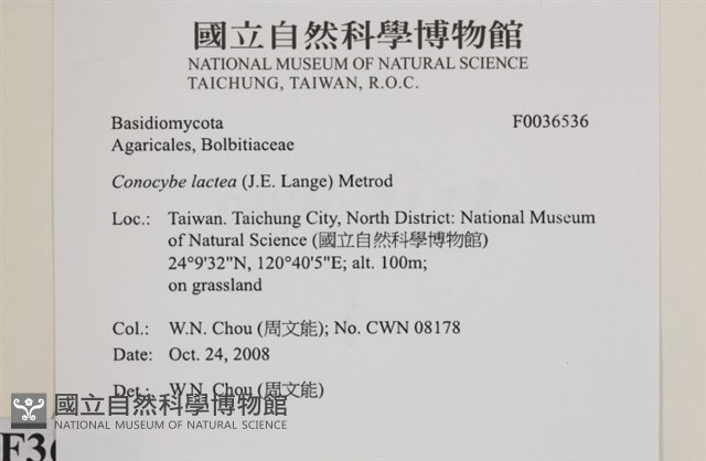 登錄號:F0036536藏品圖，第2張