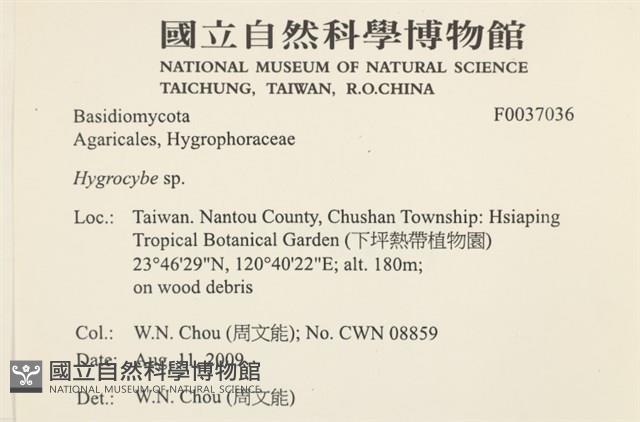 濕傘屬藏品圖，第2張