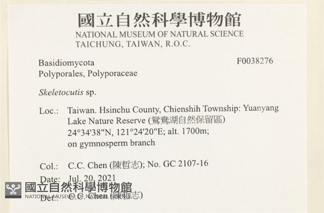 骨皮菌屬藏品圖，第2張