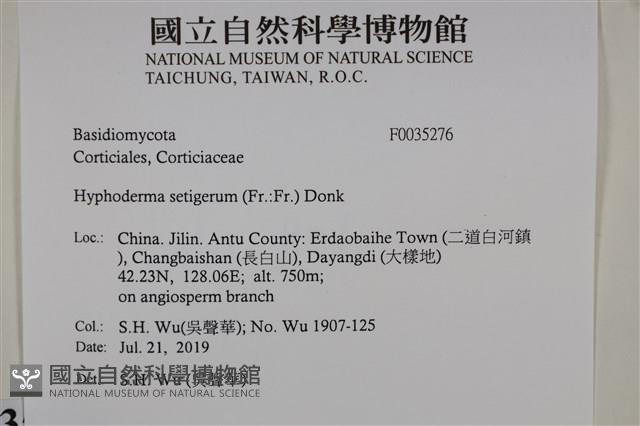 剛毛絲皮菌藏品圖，第2張