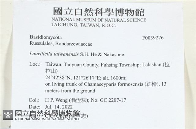台灣小勞里菌藏品圖，第2張