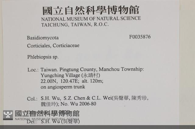擬射脈菌屬藏品圖，第2張